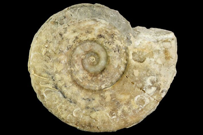 Fossil Ammonite (Hildoceras)- England #110794